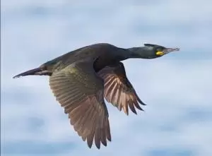 غاقة اوروبية