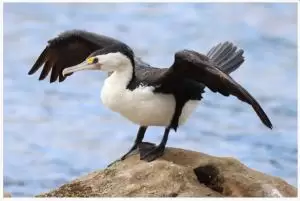 غاق ابقع استرالي