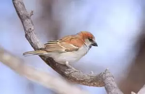 العصفور الكبير