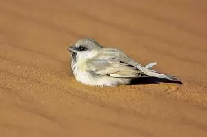 عصفور صحراوي