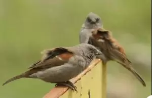 عصفور سوينسون