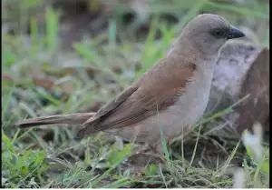 عصفور رمادي الراس الشمالي