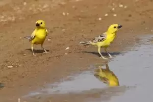 عصفور ذهبي عربي