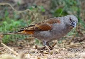عصفور ببغاء المنقار
