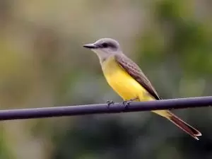عصفور الملك ابيض الحنجرة