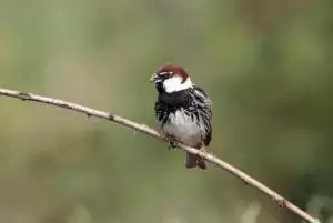 عصفور اسباني