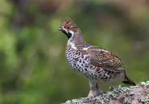 طيهوج البندق