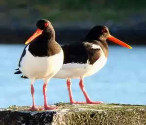 صائد المحار الاسخم
