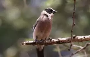 شمعي المنقار الاحمر الردف