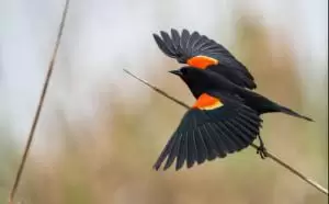 شحرور احمر الجناح