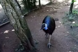 شبنم قزم
