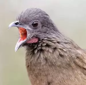 شاشالاكا ابيض البطن