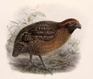 سمان الغابة اسود الاذن