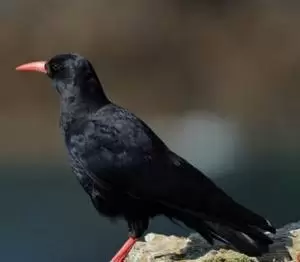 زمت احمر المنقار