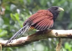 كوكال اخضر المنقار
