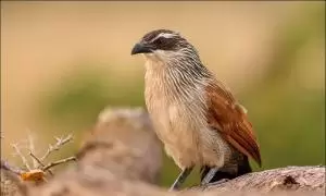كوكال ابيض الحاجب