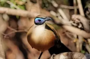 كوا عملاقة