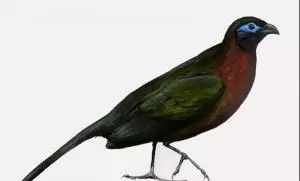 كوا حمراء الصدر