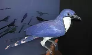 كوا اكلة الحلزون