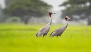 كركي ساروس