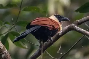 كوكال اسود الراس
