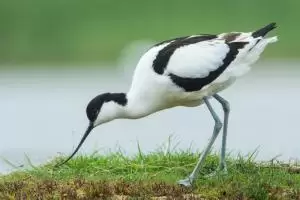 طائر نكات