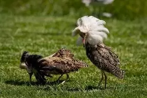 نفاش مشاكس