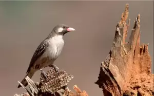 مرشد العسل