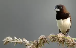 طائر مونيا