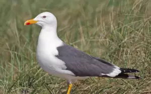 النورس