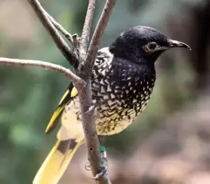 مغبب