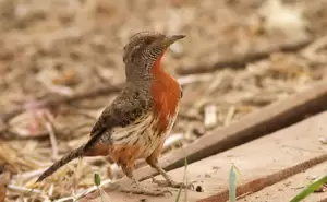 طائر لواء