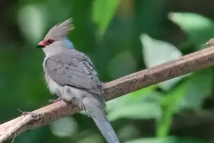 كولي طويل الذيل