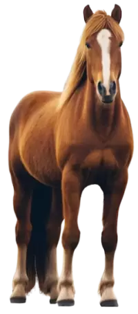 خيل للبيع في العقبة : أفضل الأسعار