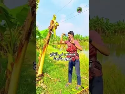 لماذا نقطع الشجرة كاملة؟